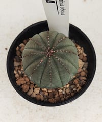 オベサ ♀　ユーフォルビア