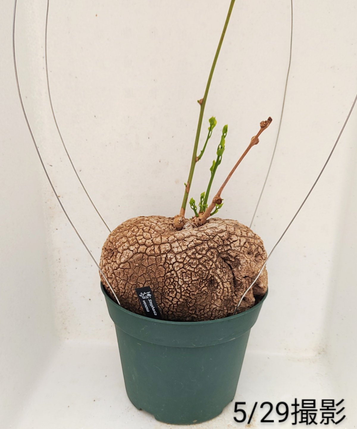 ステファニア ヴェノサ 6号 塊根植物 ヴェノサ ステファニア | toA Succulent