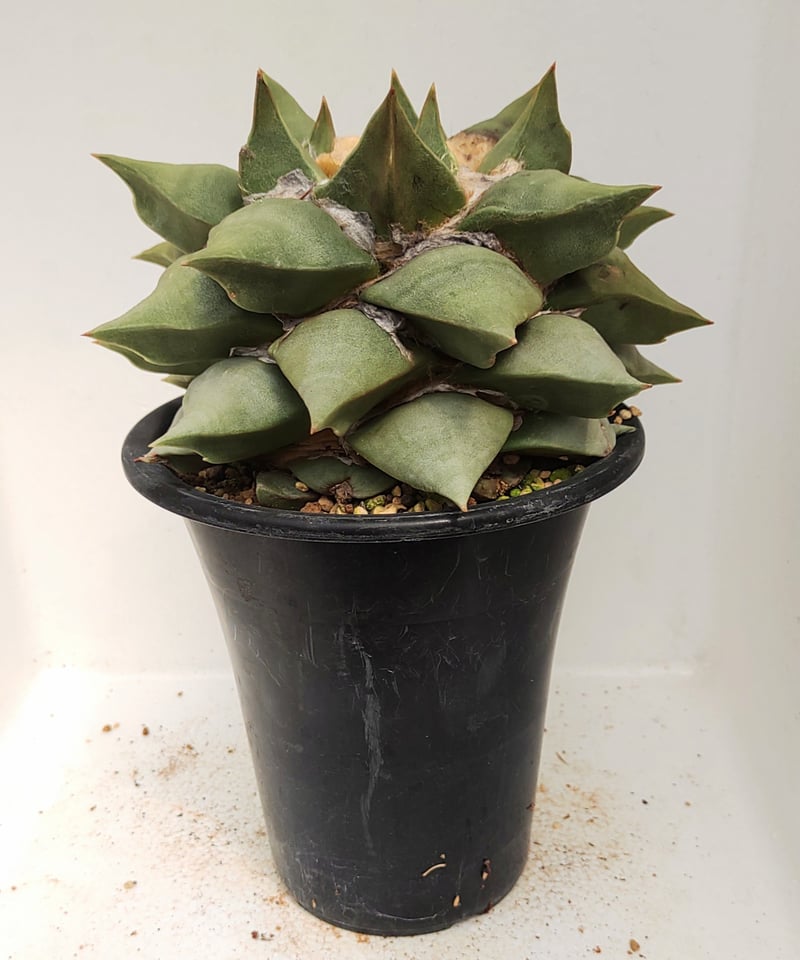 ロイヤル花牡丹 サボテン | toA Succulent