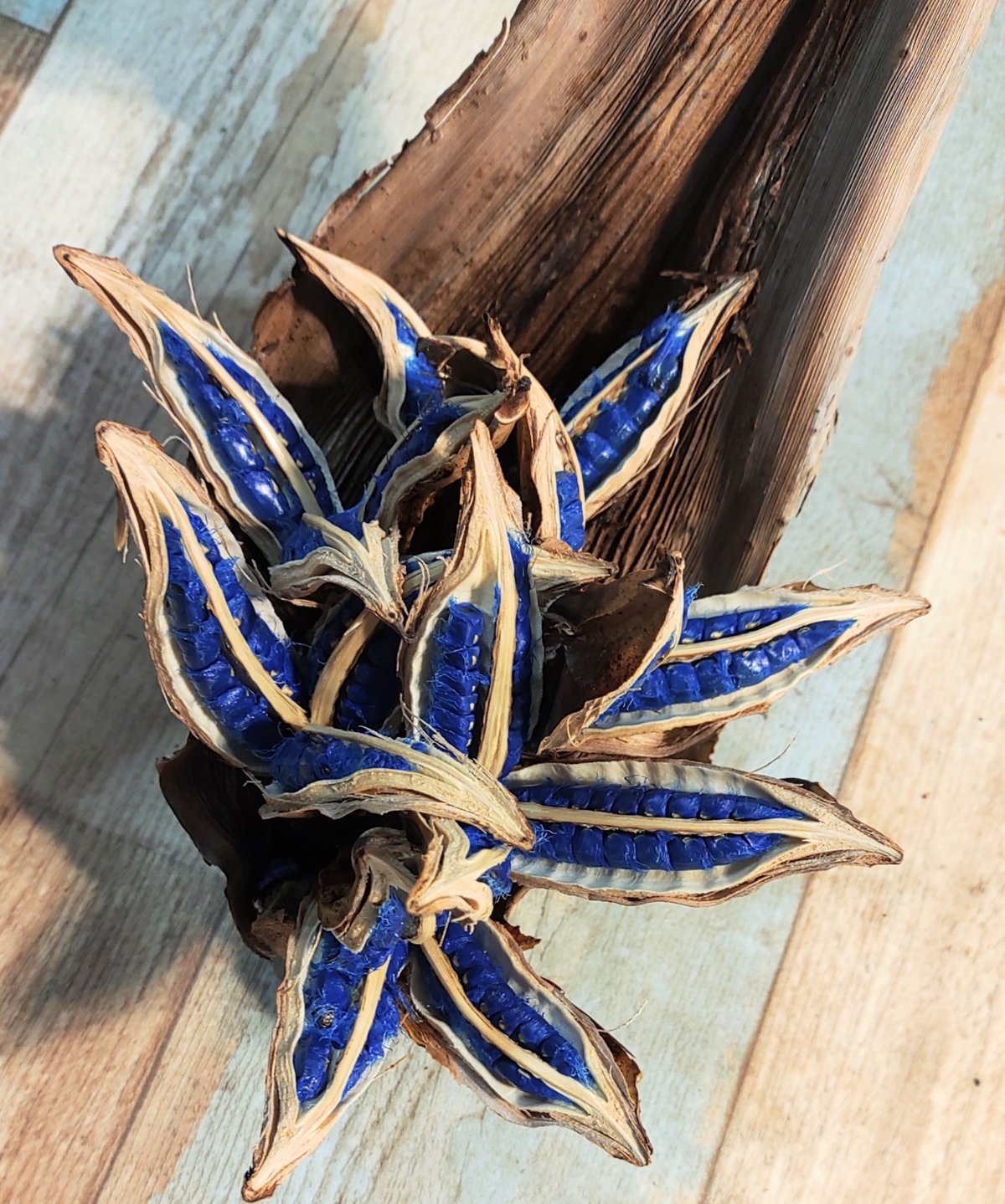 旅人の木の種 葉付き B | toA Succulent