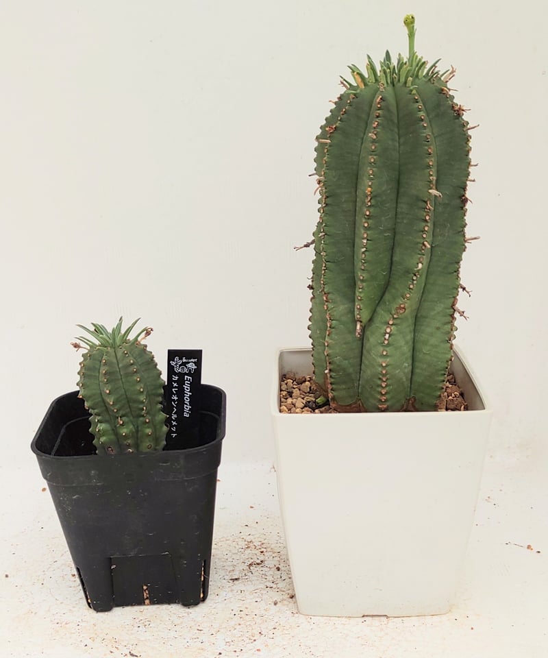 カメレオンヘルメット ユーフォルビア | toA Succulent