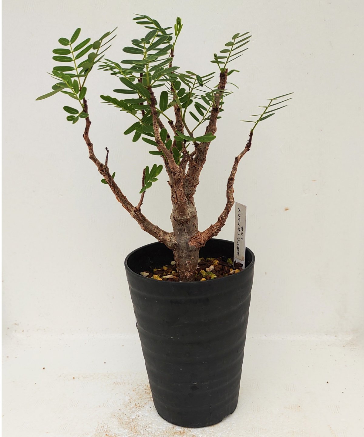 メリディオナリス センナ | toA Succulent