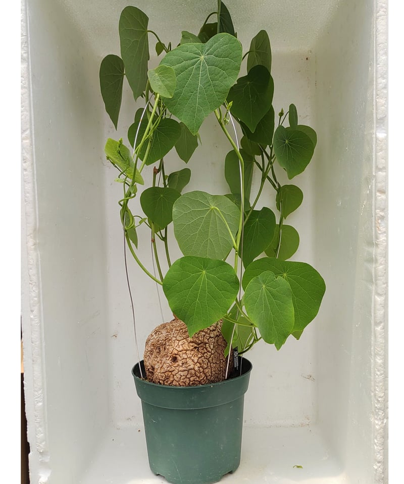 Stephania venosa 250511 輸入株発根済 Stephania venosa 250511 輸入株発根済 - メルカリ