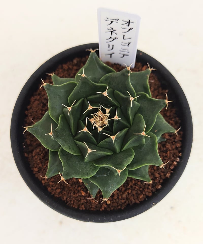 デニグリー オブレゴニア | toA Succulent