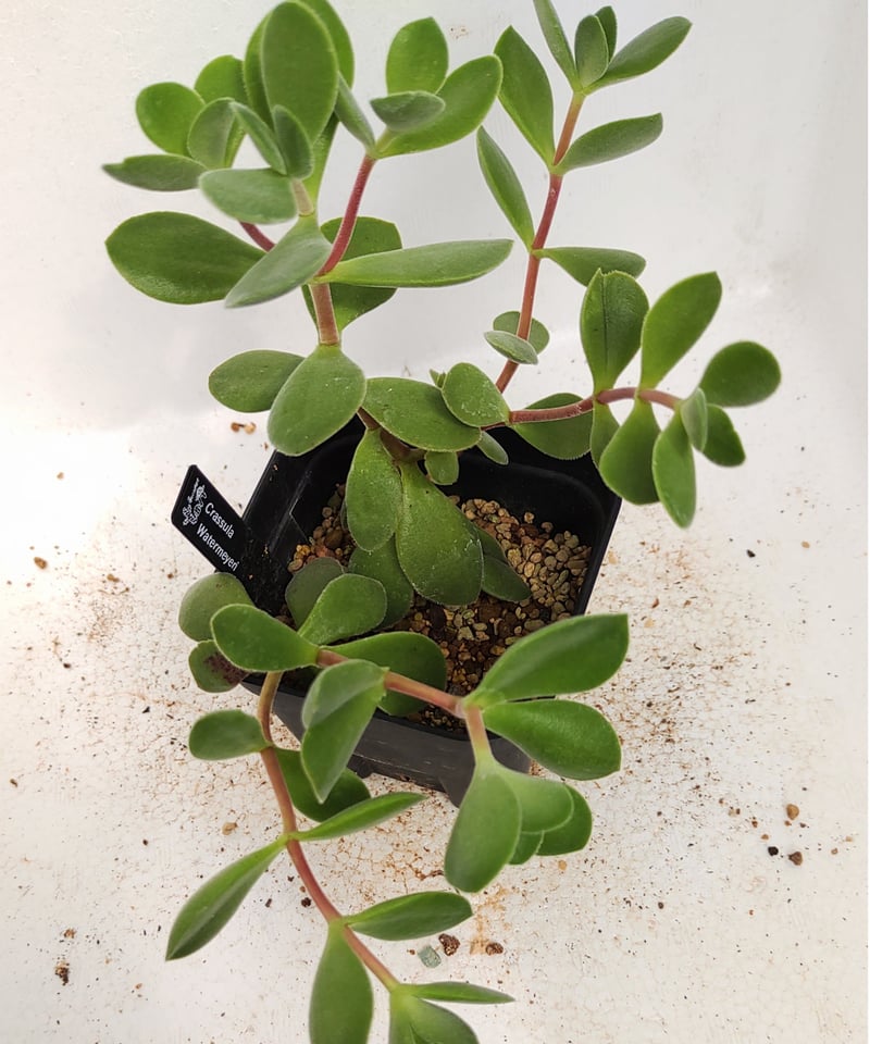 多肉植物 クラッスラ ワテルメイエリー錦 3カット 根っこ出てきてます