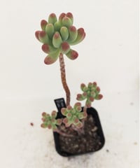 アーケリー セネシオ | toA Succulent