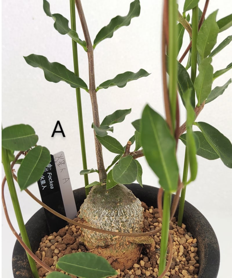 火星人 フォッケア | toA Succulent