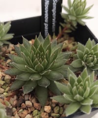 センペルビウム　デザートブルーム 日本花キ流通 多肉植物 sfセンペルビウム デザートブルーム 7.5cm