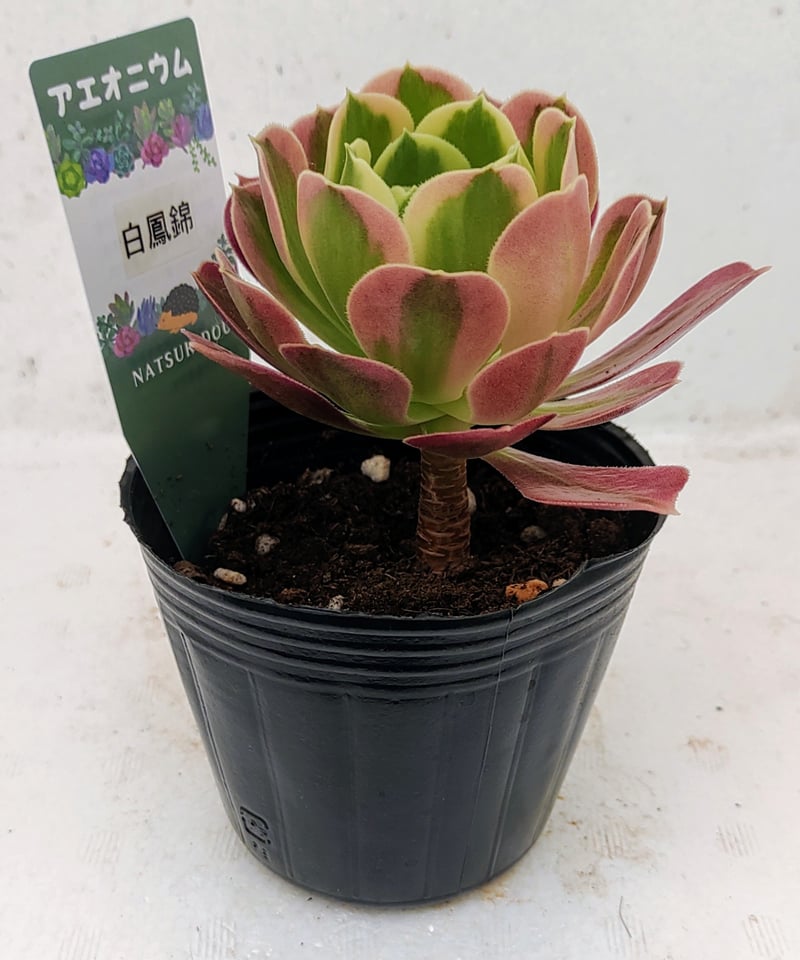 多肉植物アエオニウム ◎赤法師白錦☆高桩 多肉植物アエオニウム ◎赤法師白錦☆高桩