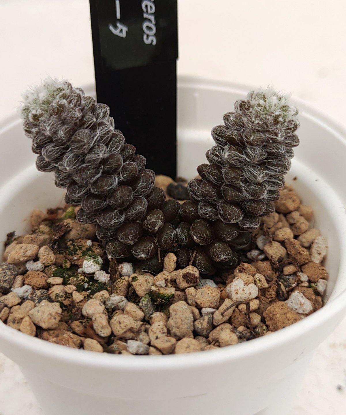 アナカンプセロスコンプトニーxたけろうポット アナカンプセロスコンプトニーxたけろうポット デパウペラータ アナ