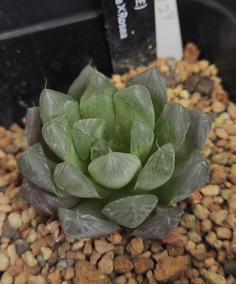 実生29 大窓赤線オブツーサ×rosea ハオルチア | toA Succulent