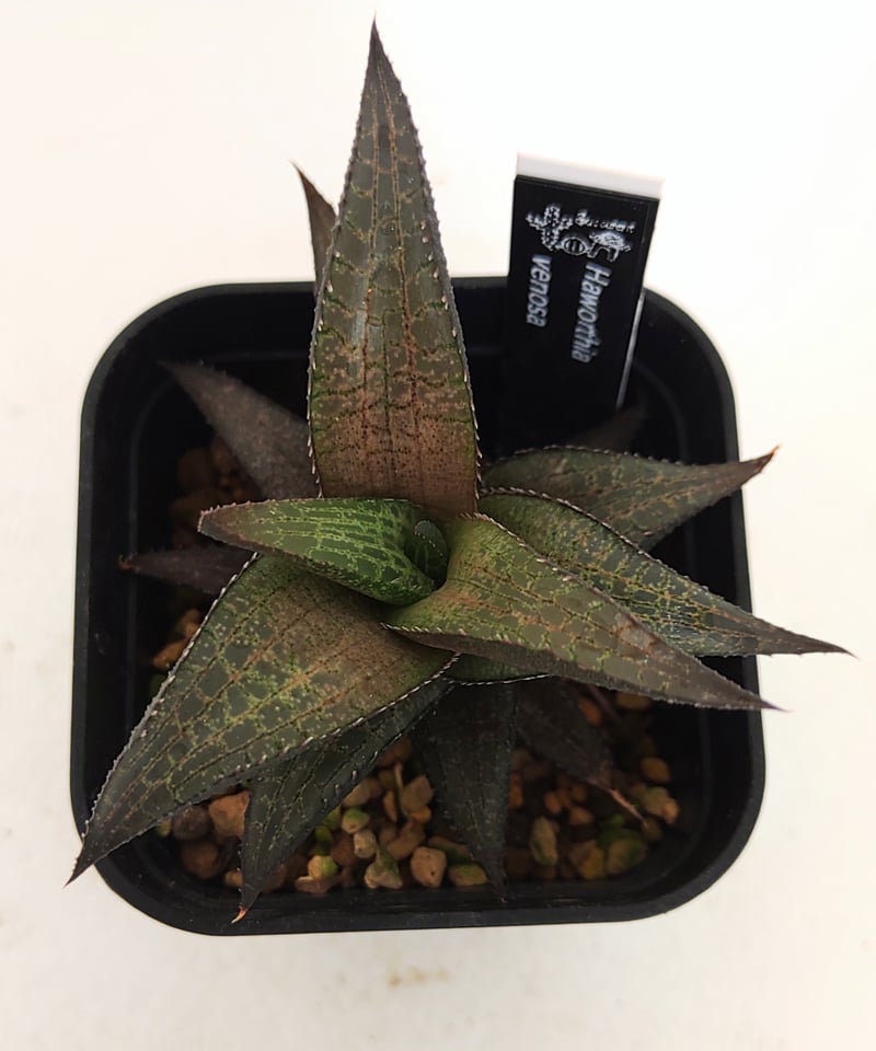 ベノーサ ハオルチア | toA Succulent