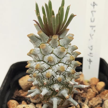 【セール】チレコドン　ワリチー　No.001　鉢、送料込　メルカリ便 セール】チレコドン ワリチー No.001 鉢、送料込 メルカリ便 ワリチー