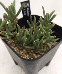 旅人の木A級品　９節 旅人の木の種 葉付き B | toA Succulent