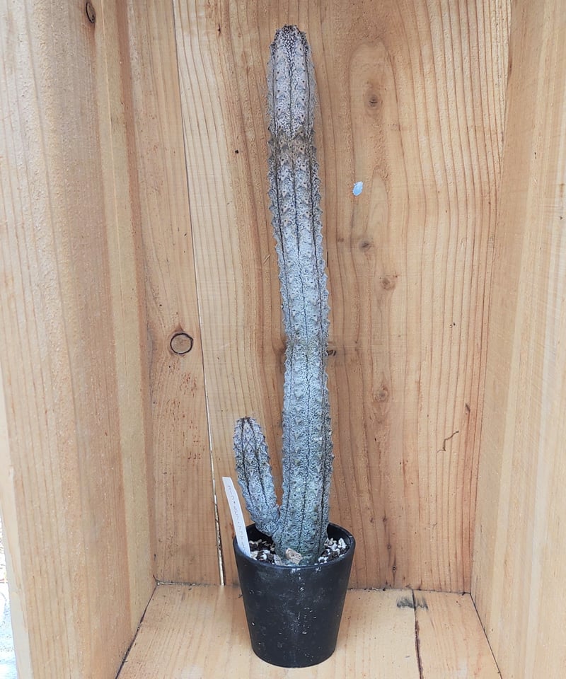 ユーフォルビア アブデルクリ ユーフォルビア・アブデルクリ | 多肉