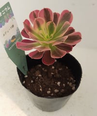 アンナ錦 アエオニウム | toA Succulent