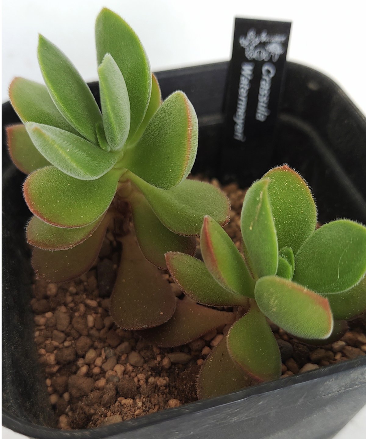 ワテルメイエリー クラッスラ ワテルメイエリー クラッスラ