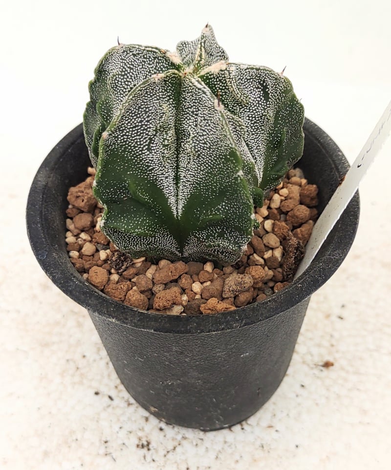 複隆ヘキラン サボテン | toA Succulent