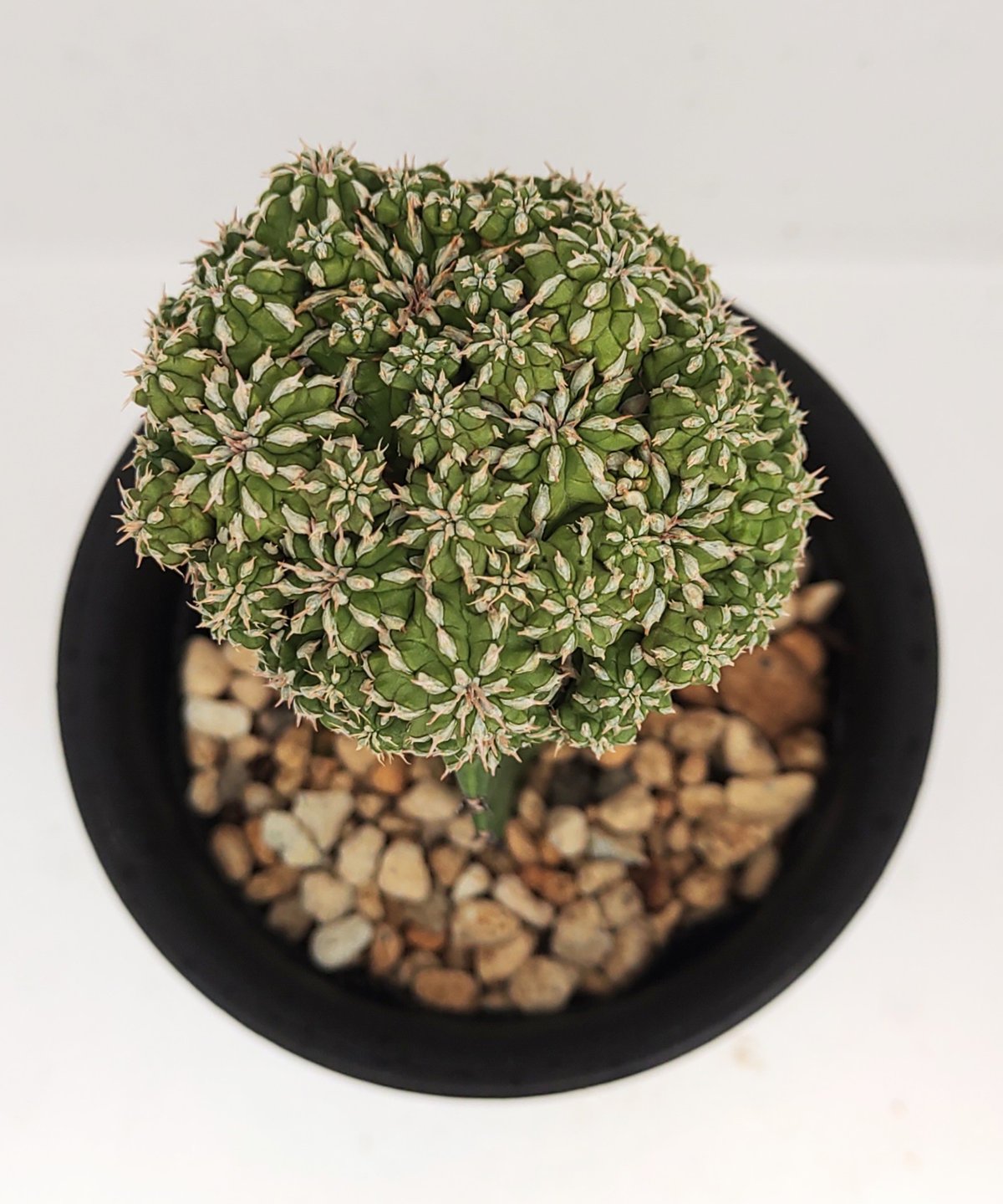 セプルタ ユーフォルビア | toA Succulent