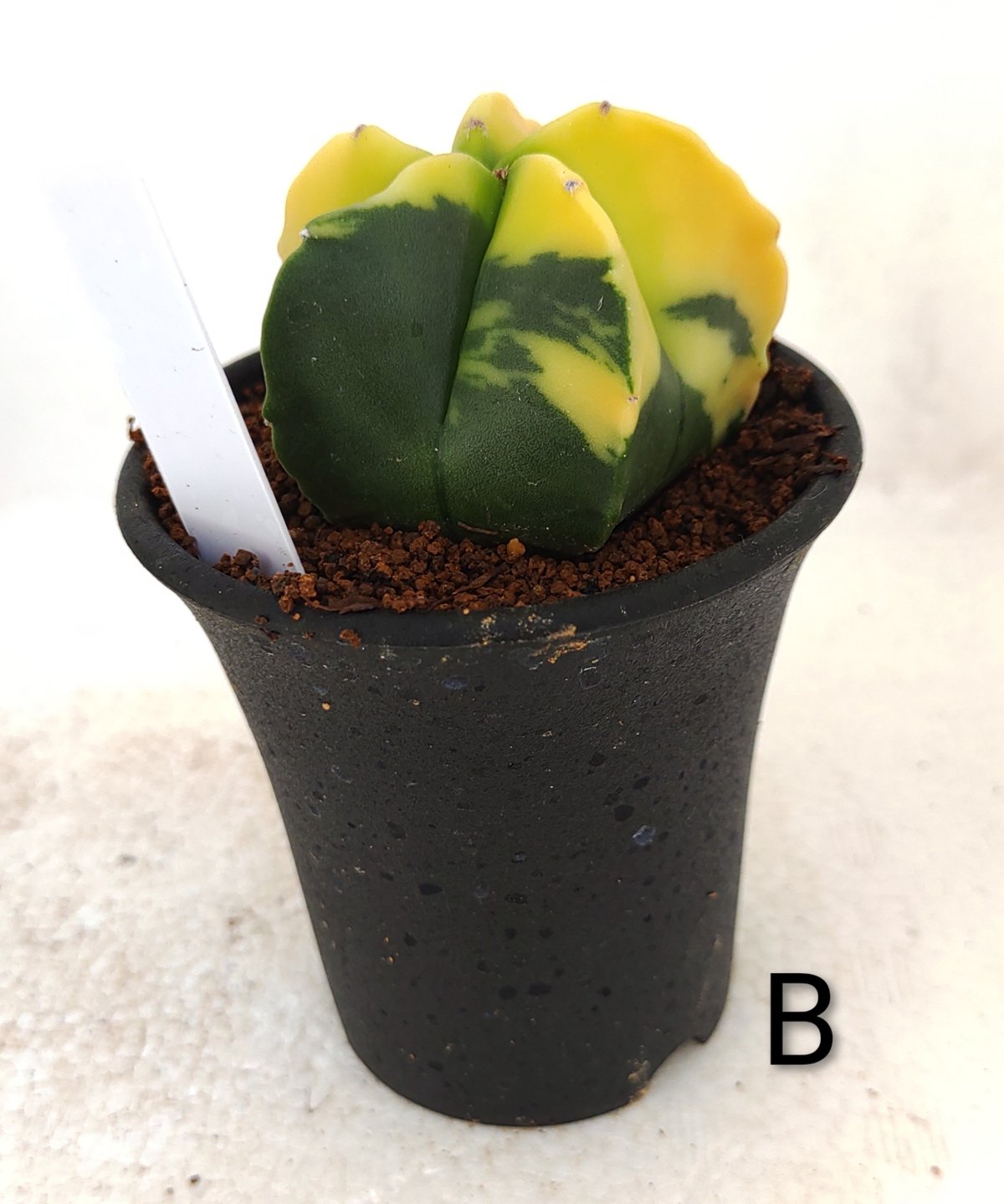 ランポー錦 サボテン | toA Succulent