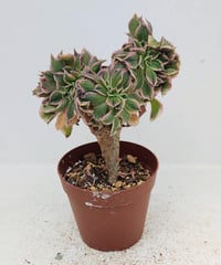 スーパーバン錦 アエオニウム | toA Succulent