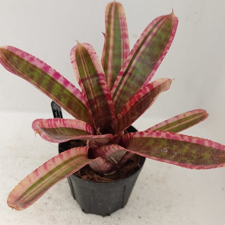 ブロメリア | STORES