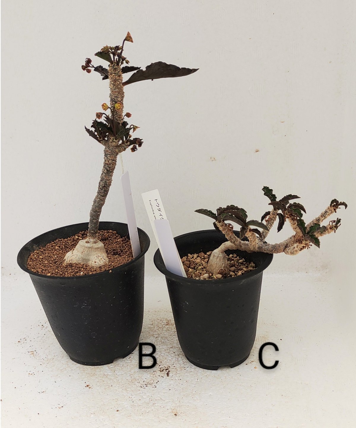 ユーフォルビア　アンボボンベンシス ユーフォルビア・アンボボンベンシス】見事な一株 | THE GREEN SHOP