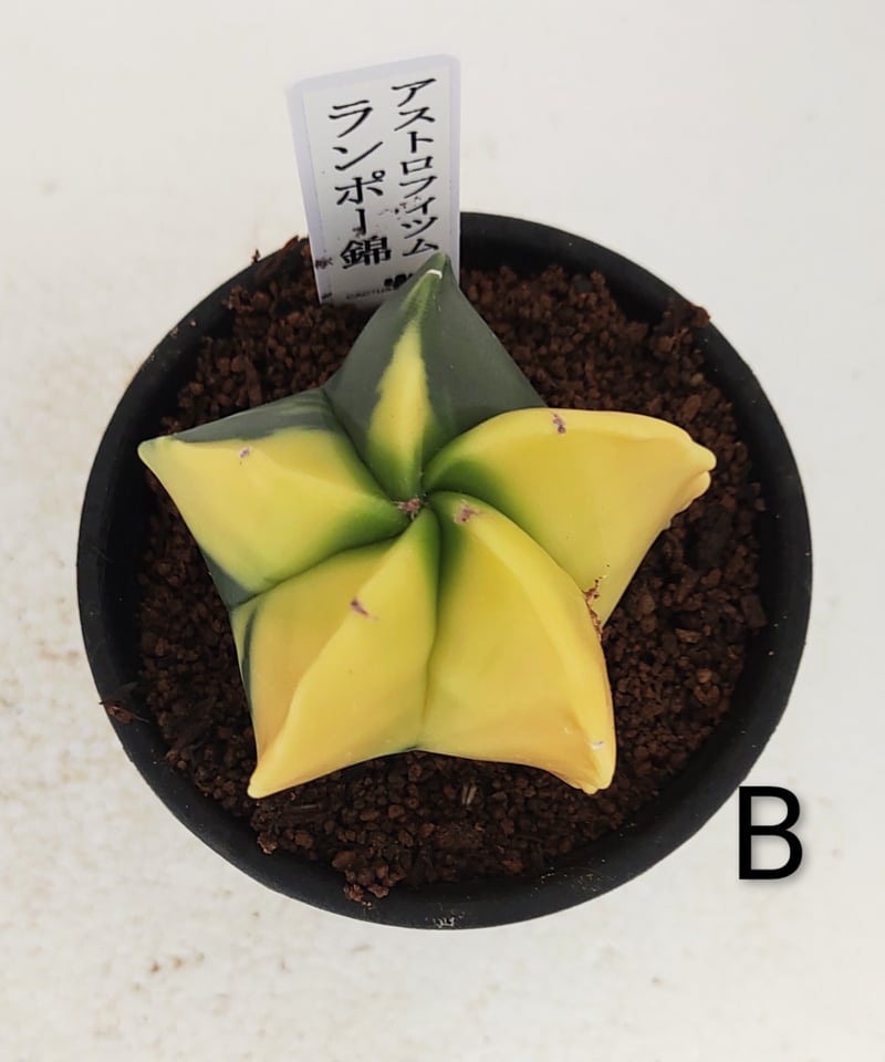 ランポー錦 サボテン | toA Succulent