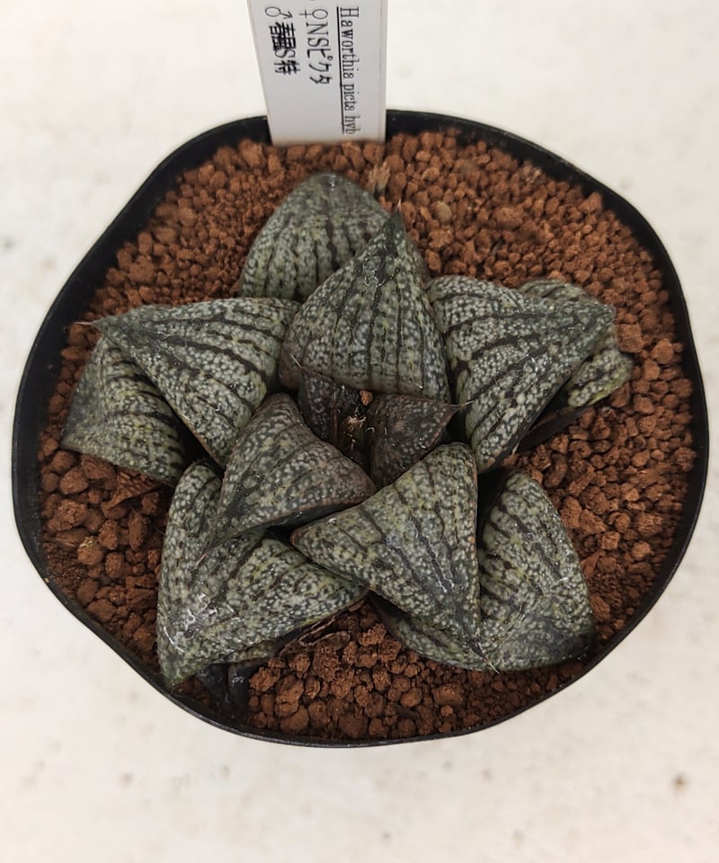 NSピクタ×春風S特 ハオルチア | toA Succulent