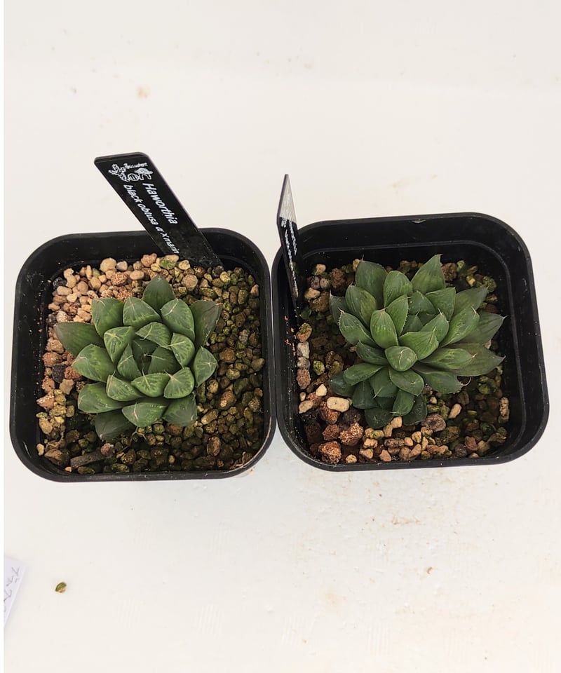 ブラックオブツーサα×マリン ハオルチア | toA Succulent
