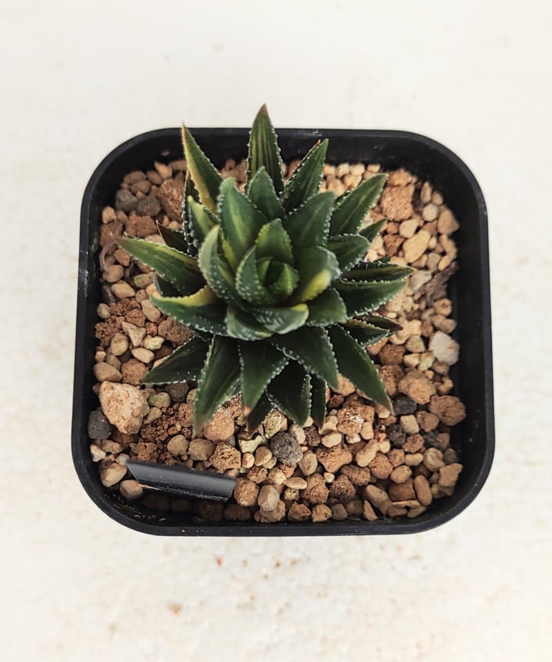 鼓笛錦 B ハオルチア | toA Succulent