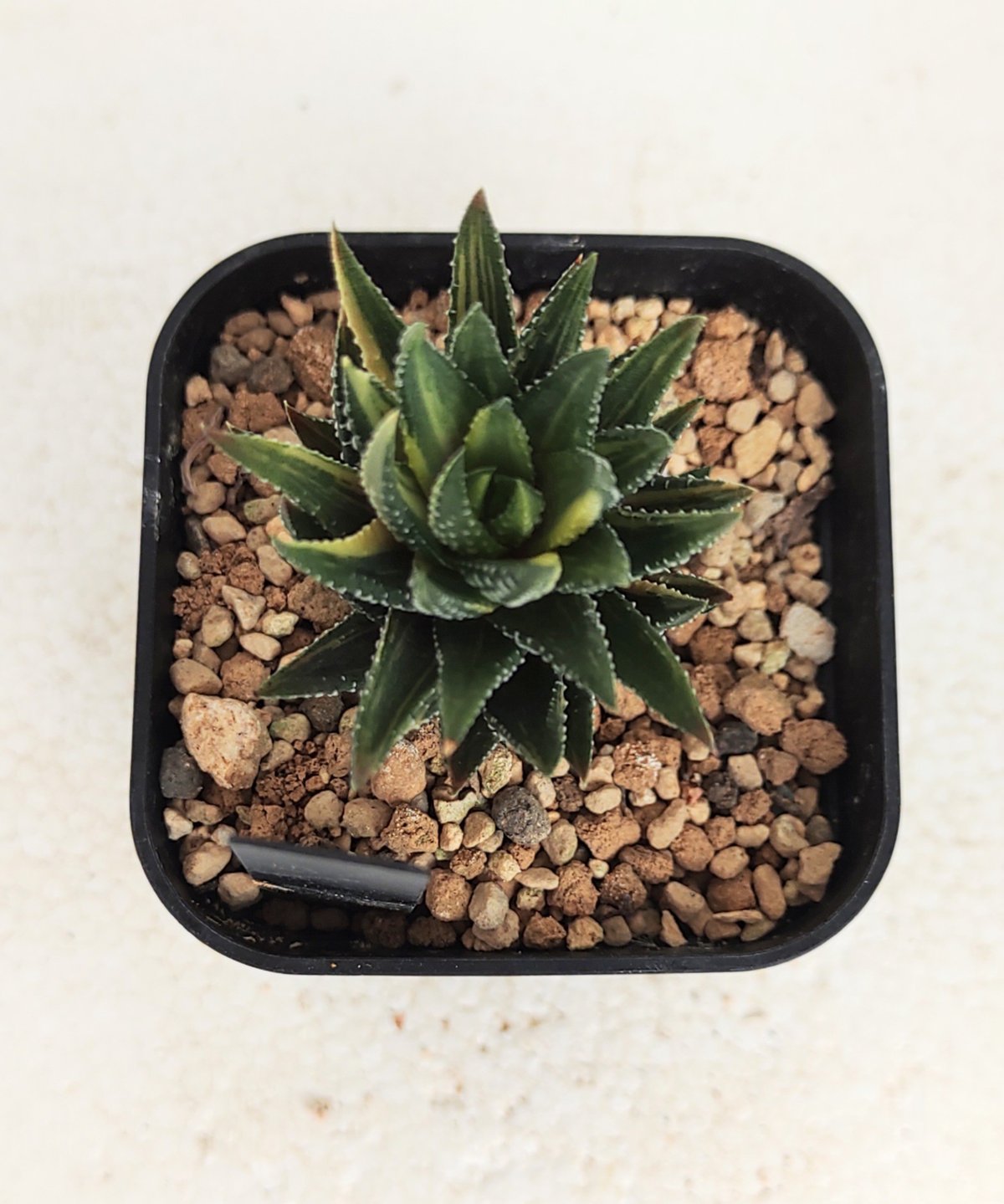 鼓笛錦 B ハオルチア | toA Succulent