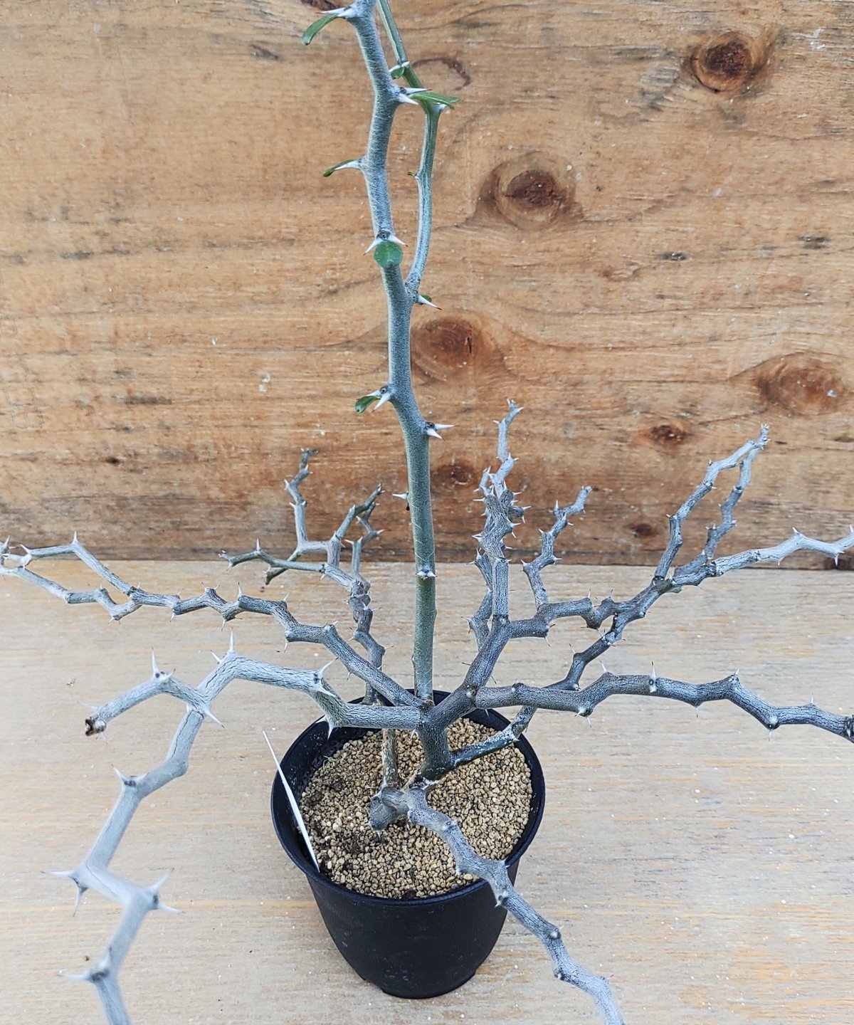 ジグザグの木L マダガスカリエンシス デカリア | toA Succulent