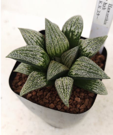 CATEGORY ハオルチア | toA Succulent