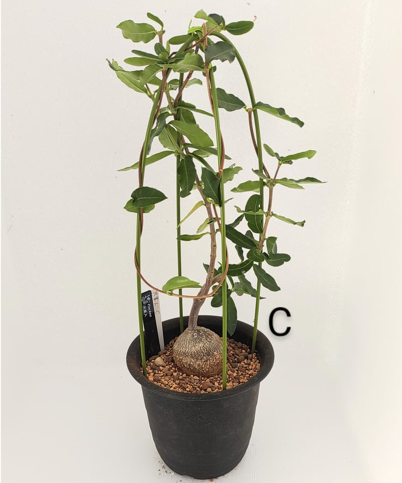 火星人 フォッケア | toA Succulent