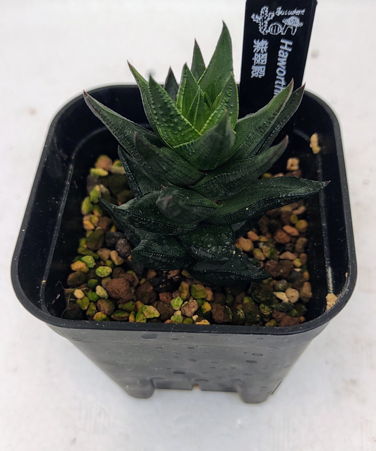 紫翠殿 ハオルチア | toA Succulent