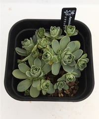 白鳳錦 アエオニウム | toA Succulent