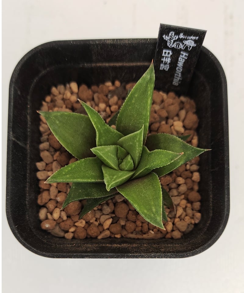 白羊宮 ハオルチア | toA Succulent