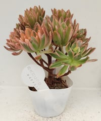 スーパーバン錦 アエオニウム | toA Succulent