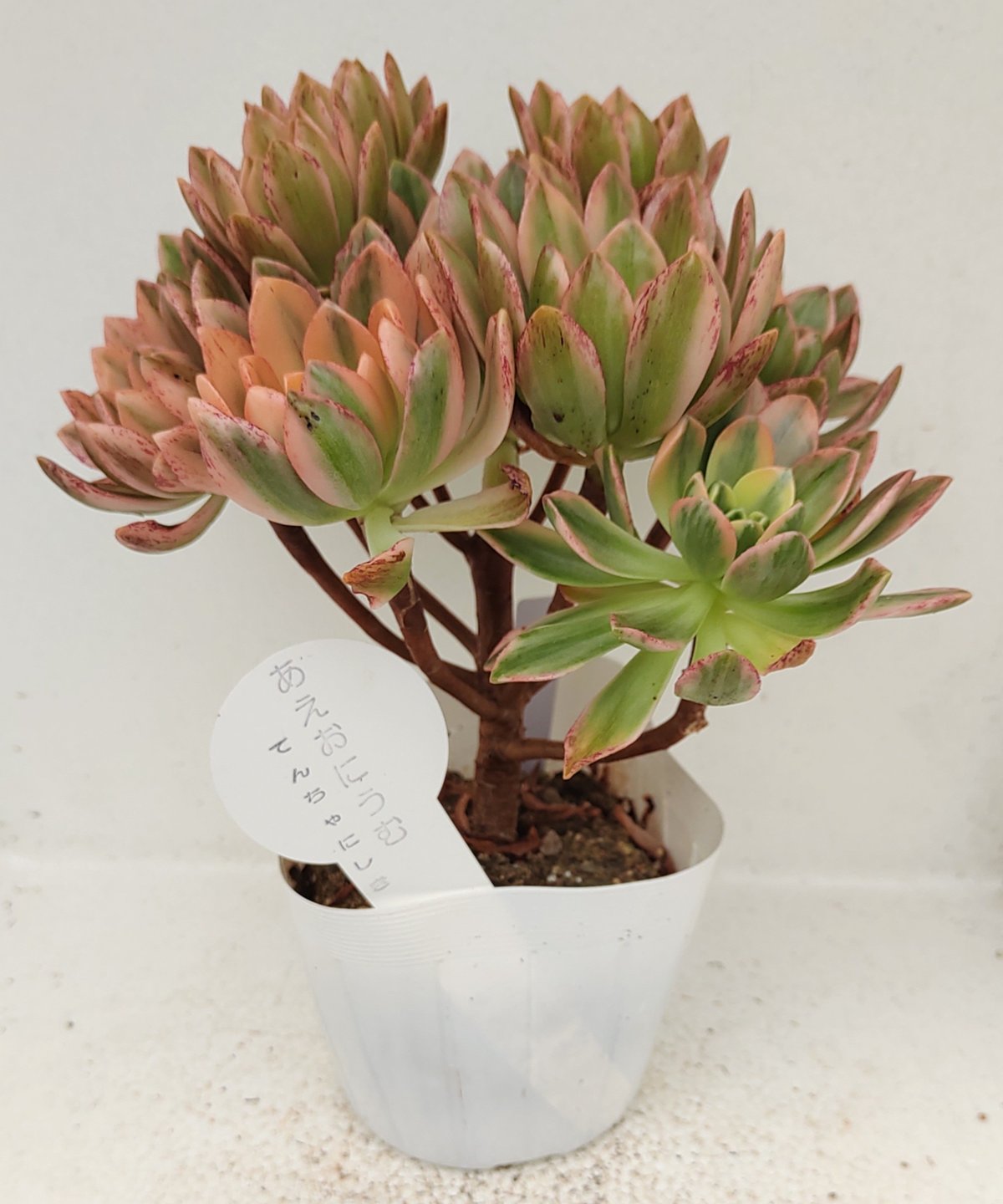 甜茶錦 アエオニウム | toA Succulent