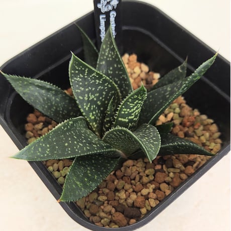 ガステリア・艶肌臥牛竜(ピランシー交配系と思います) ガステリア・艶肌臥牛竜(ピランシー交配系と思います) ガステリア・艶