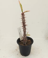 花キリン錦　ユーフォルビア