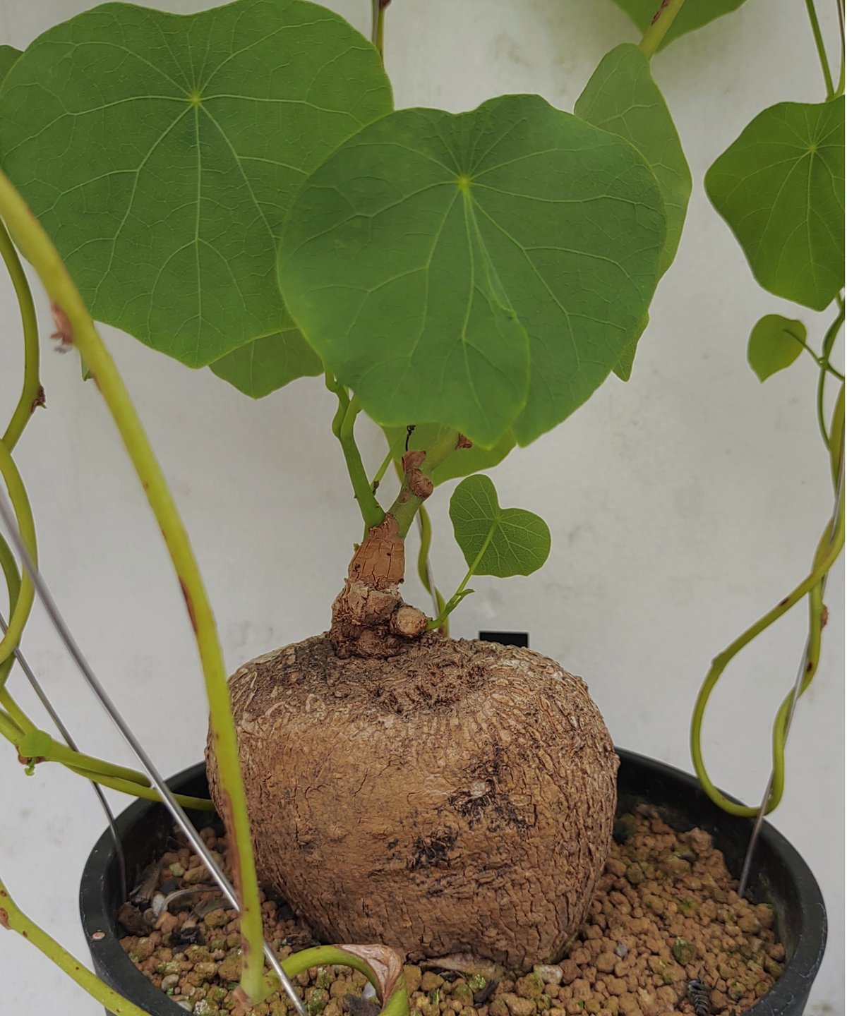 ステファニア ヴェノサ 6号 塊根植物 fit=scale-down,w=1200