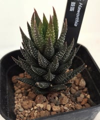 鼓笛　ハオルチア