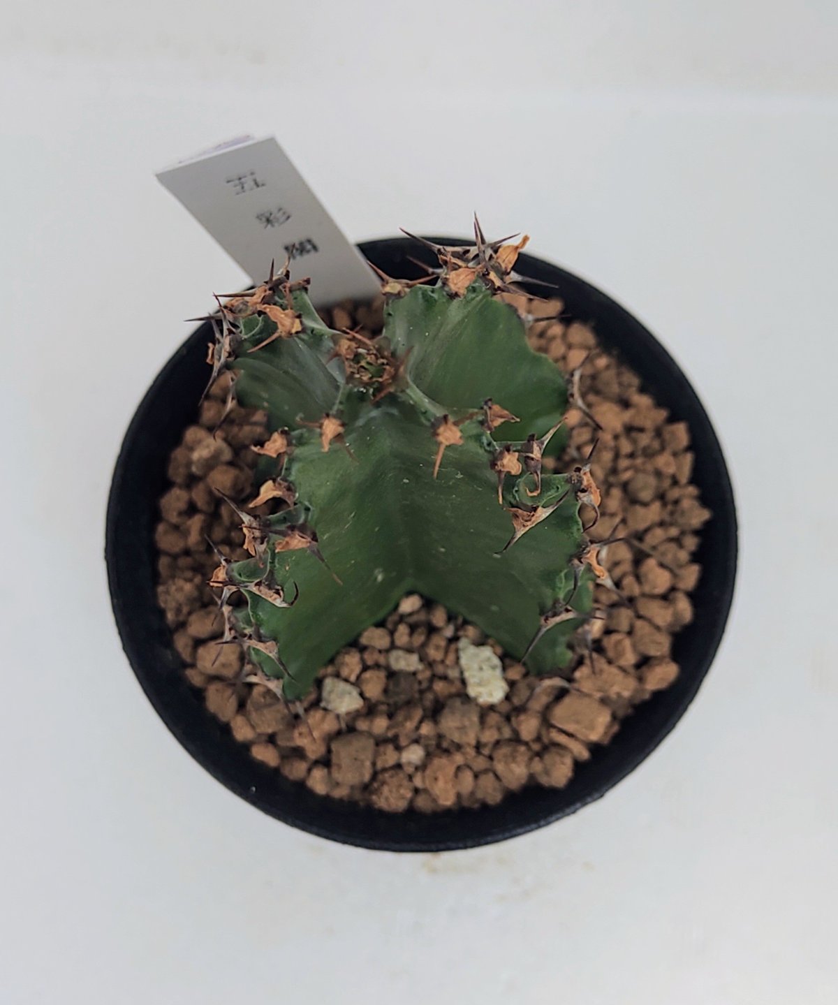 五彩閣 ユーフォルビア | toA Succulent