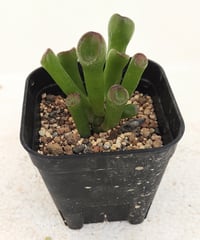 セネシオ　アーケリー　抜き苗 セネシオ・アーケリーの一覧｜🍀GreenSnap（グリーンスナップ）