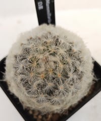 ロイヤル玉牡丹しわ サボテン | toA Succulent