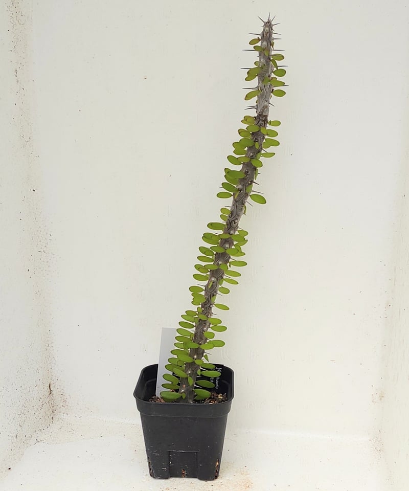 亜竜木 アローディア プロセラ | toA Succulent