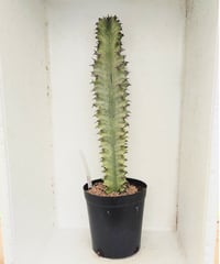アマック錦 L ユーフォルビア