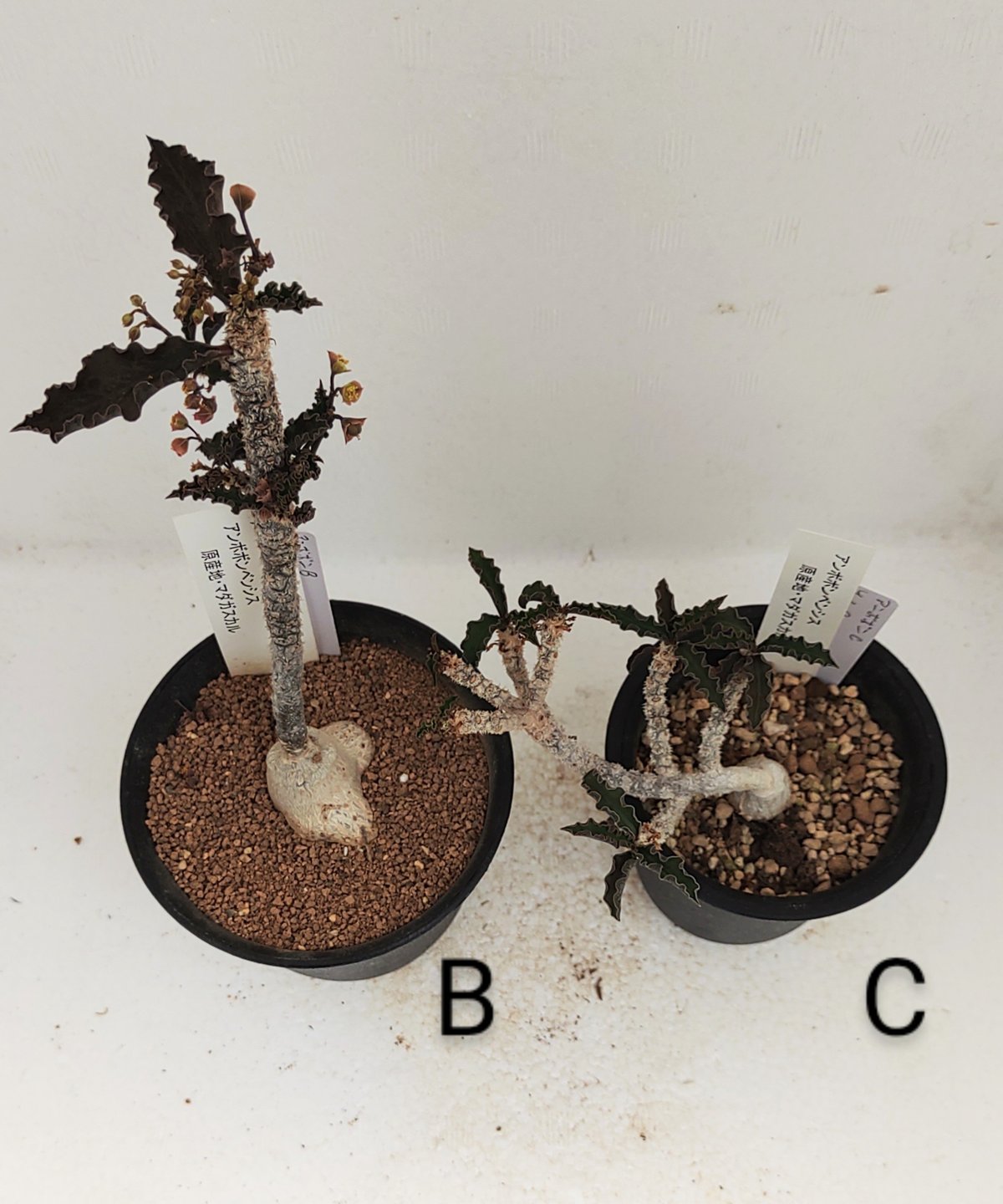 アンボボンベンシス ユーフォルビア | toA Succulent